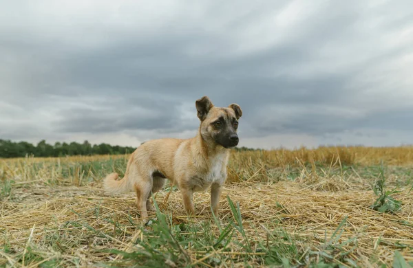 Fotografie de câine mic mongrel pe câmpul de toamnă, uitându-se departe. Animale de companie Cotnept . — Fotografie, imagine de stoc