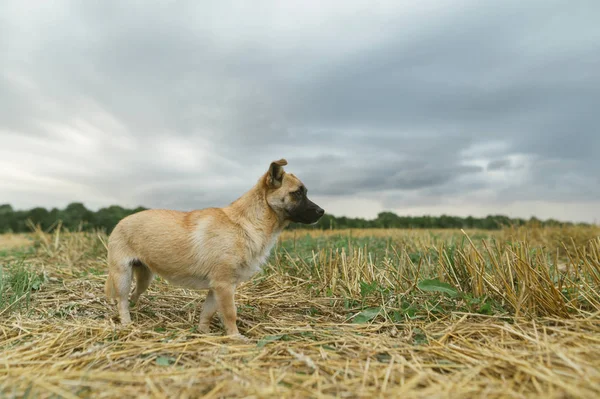 Alone dog stands on an autumn beveled field and looks away. The mongrel dog walks across the field. Beautiful little doggy alone on a wheat field. Animal concept.