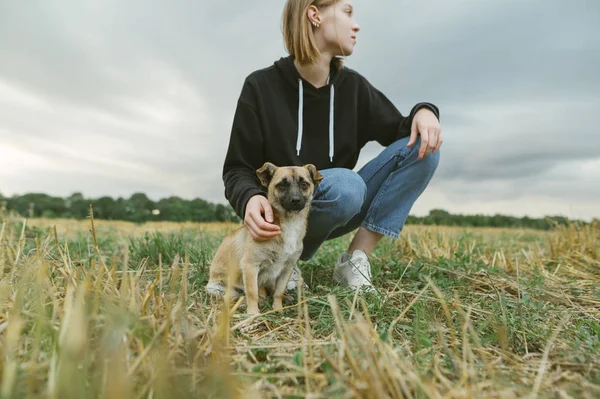 Stilfuld pige og lille køter sidder på græs i efteråret felt, hund kigger på kameraet, ejer til side. Fokuser på sød hund. Ejeren og hunden går over marken i efteråret dag . - Stock-foto