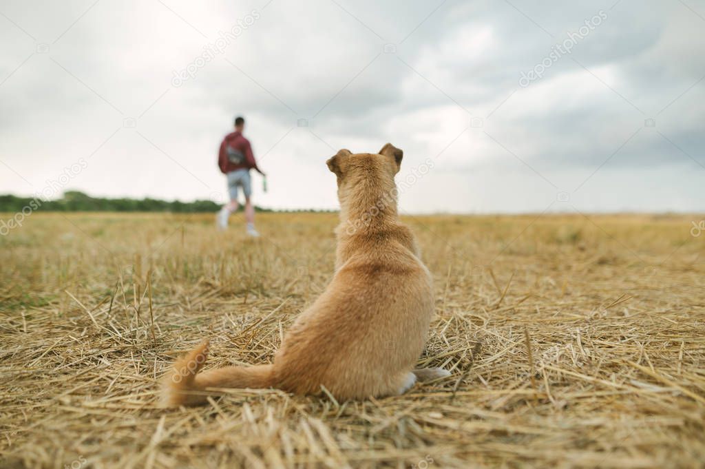 Photo of the back of a golden little dog sitting on a straw against the background of a beveled field and the owner. Little dog on a background of blurred man and autumn beveled field