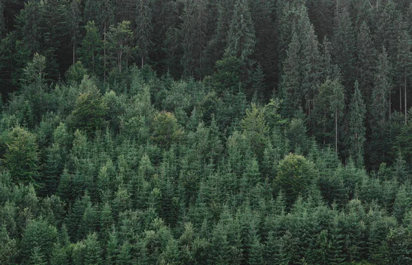 Letní zelená jedle les krajina letecký pohled fotografie. Nádherný záběr na jehličnaté lesní panorama. Nádherný obraz zalesněné krajiny. Dech beroucí lesní scenérie. Kopírovat prostor. — Stock fotografie
