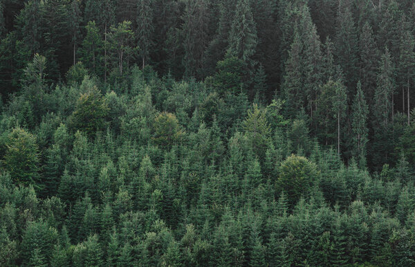 Summer green fir forest landscape aerial view photo. Wonderful shot of coniferous forest panorama. Magnificent woodland pattern picture. Breathtaking spring fir woods scenery. Copy space.