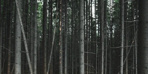 Foto de fundo de troncos de árvores de coníferas. Belo panorama de floresta de abeto de verão tiro. Paisagem de bosques de abeto incrível paisagem fotografada à noite. Espaço de cópia, padrão, papel de parede . — Fotografia de Stock