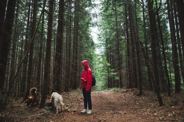 Mulher de casaco vermelho e com dois cães fica na floresta. Menina caminhadas com cães com guias subir para as montanhas. Mulher turista com cães com guias em uma caminhada . — Fotografia de Stock