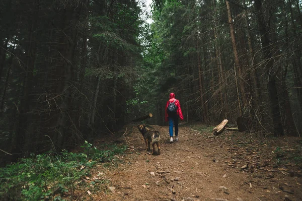 Вид Ззаду Туристичну Жінку Гуляє Гірських Лісах Бездомним Собакою Дівчина — стокове фото