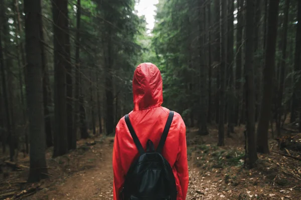 Back view on a woman traveler in a red raincoat with a black backpack among the fir trees in a mountain forest. Back view photo of a female tourist in a red jacket standing in the woods.