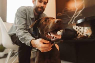 Gülümseyen sakallı adam güzel köpeği okşuyor, yaklaş. Kafedeki kahverengi köpeğin portresi. Ev sahibiyle oynayan eğlenceli bir köpek..