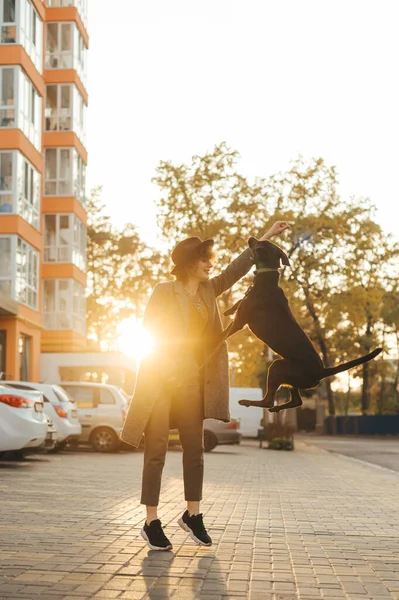 Happy lady in stylish clothes trains a playful dog on a background autumn landscape at sunset, dog jumps into the hands of the owner. Lady playing with a dog on a walk street,dog in a jump.Vertical