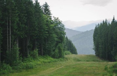 Resimli doğal dağ ormanı manzarası, yaz yağmurlu bir günde. Yağmurdan sonra sisli bir dağ manzarası. Boşluğu kopyala, arkaplan.