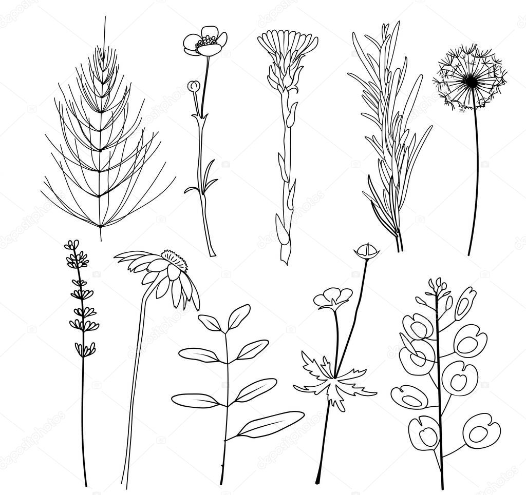 Field herbs dandelion, chamomile, equisetum, ranunculus, paigle, foalfoot, pennycress, lavender, rosemary. Set of hand drawn vector illustration.