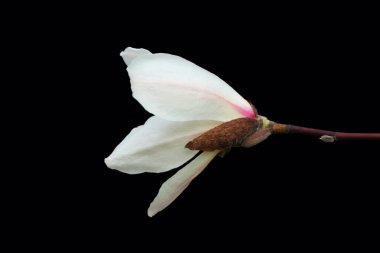 Siyah arka planda beyaz bir çiçek. Magnolia Soul Angeana çiçeği. Yaklaş..