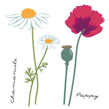 Papatya ve Poppy. Tarla bitkileri. Botanik vektör illüstrasyonu
