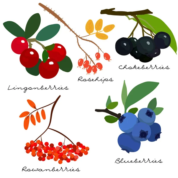 Collection Baies Forestières Lingonberry Myrtille Rowan Cowberry Chokeberry Rosehip Baies — Image vectorielle