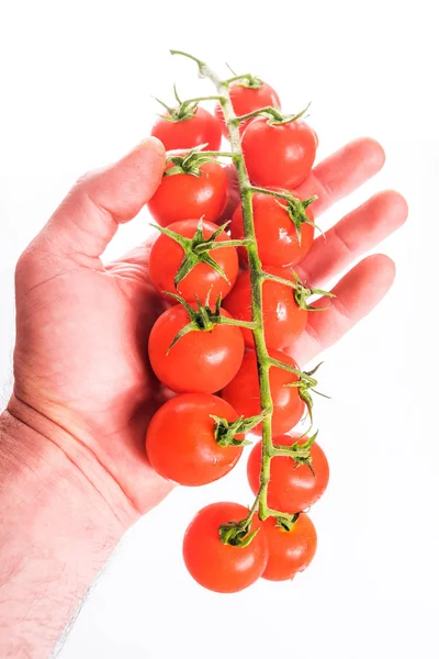 Piękną Gałąź Pomidorami Został Sfotografowany Studiu Fotograficznym — Zdjęcie stockowe