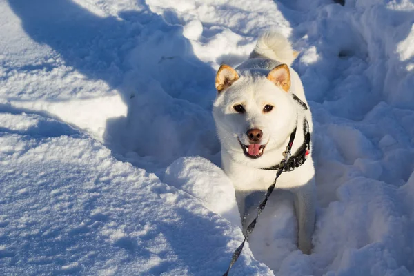 Shiba Inu Собака Играет Снегу — стоковое фото