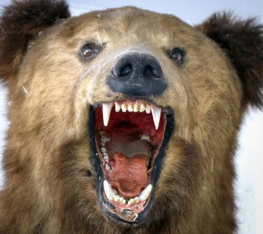 Japon boz ayısının tahnitçiliği.