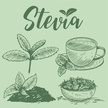 El yapımı stevia bitkileri, Vektör İllüstrasyonu