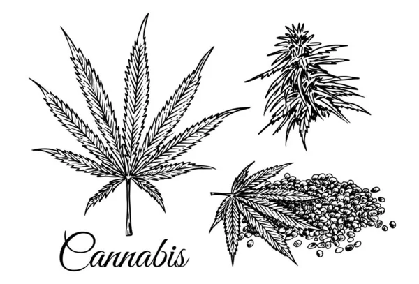 Feuille Marijuana Bourgeon Marijuana Graines Dessinées Sur Fond Blanc Plante — Image vectorielle