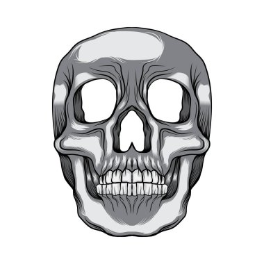 Kafatası kafa izole illüstrasyon sanat vektör