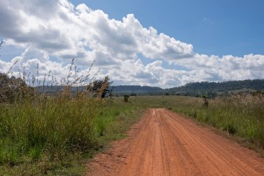 Tayland nautre ağacında ile toprak yol ülke