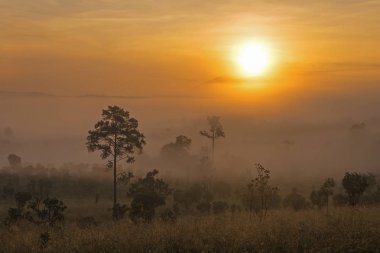 ulus park Tayland doğadan ağacında