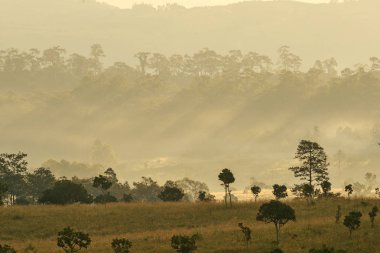 ulus park Tayland doğadan ağacında