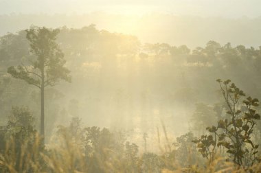 ulus park Tayland doğadan ağacında