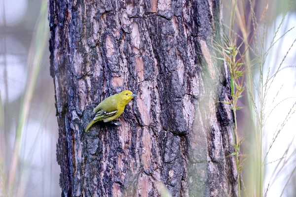 Littel Oiseau Vert Sur Arbre Dans Nature Thaïlande — Photo
