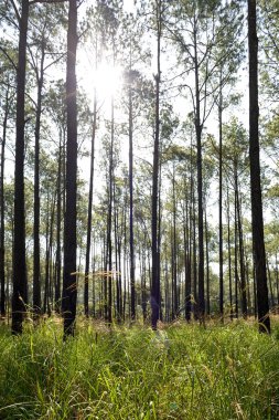 çam ormanı ile güneş ışığı kuzeyinde Tayland dan