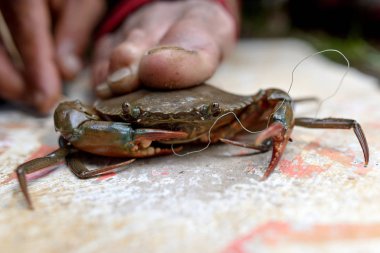 balıkçı ve Tayland güneyinde--dan onun yengeç