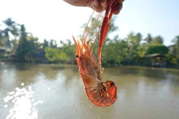 River Shrimp Grill Mão Rio Tailândia — Fotografia de Stock