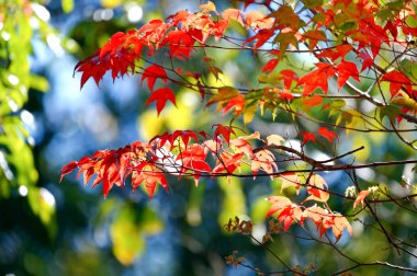 yaprak kırmızı akçaağaç doğa kadar kapatın