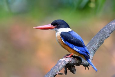 Siyah Kingfisher Tayland doğada şapkalı.