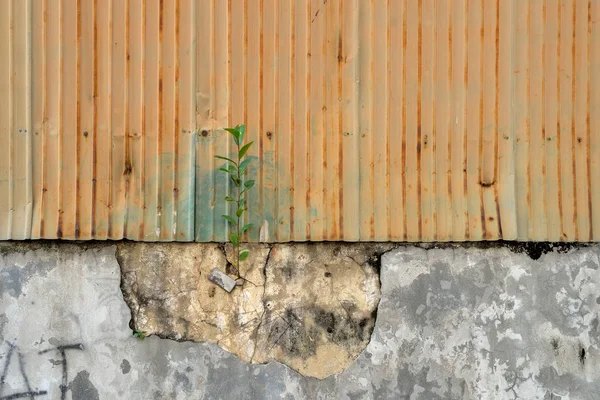 Close Little Tree Wall Crack — Stock Photo, Image