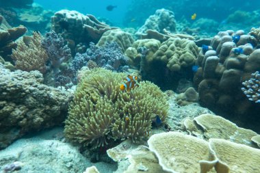 turuncu palyaço balık veya nemo balık Tayland deniz