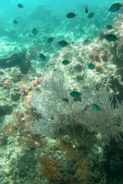 Koralina Tajemnicze Drzwi Alg Koral Morzu Tajlandia — Zdjęcie stockowe
