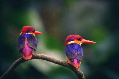 Tayland Ulus Parkı petchburi provent siyah Kingfisher