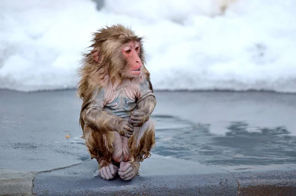 Macaco Vermelho Rosto Água Quente Japão — Fotografia de Stock