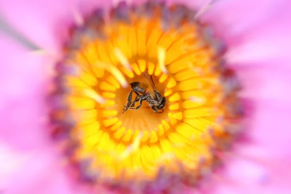 Macro Abeja Primer Plano Flor Loto — Foto de Stock