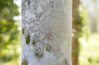 ağacın arkasında yakın çekim tek örümcek