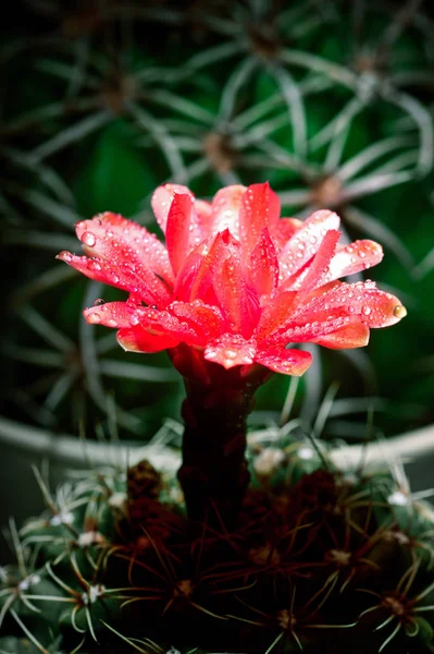 Primer Plano Flor Cuctus Color Rojo —  Fotos de Stock
