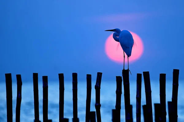 Ak balıkçıl kuş ve güneş — Stok fotoğraf