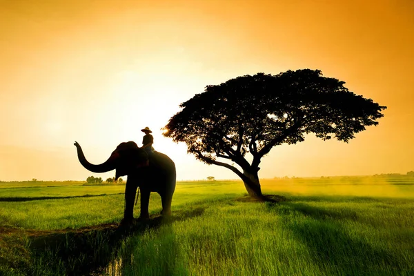 Silhouette d'éléphant dans le champ — Photo