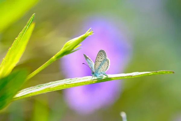 Bug auf Blume — Stockfoto