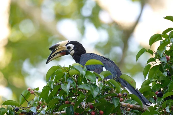 Oiseau dans la forêt — Photo