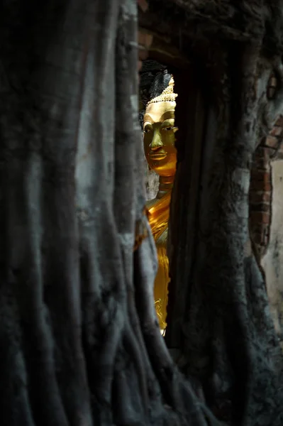 Gold-Buddha-Baum — Stockfoto