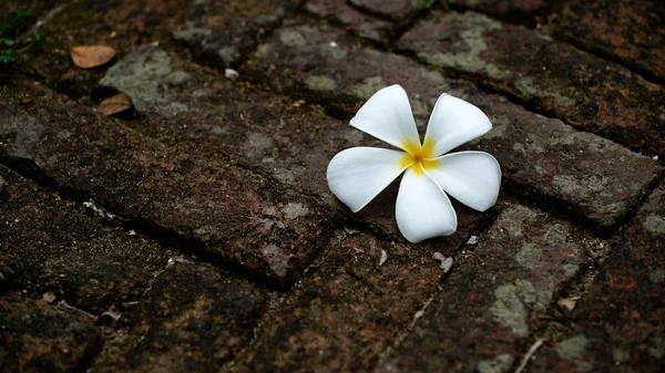 Flor no chão — Fotografia de Stock