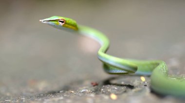 Doğada oryantal whipsnake