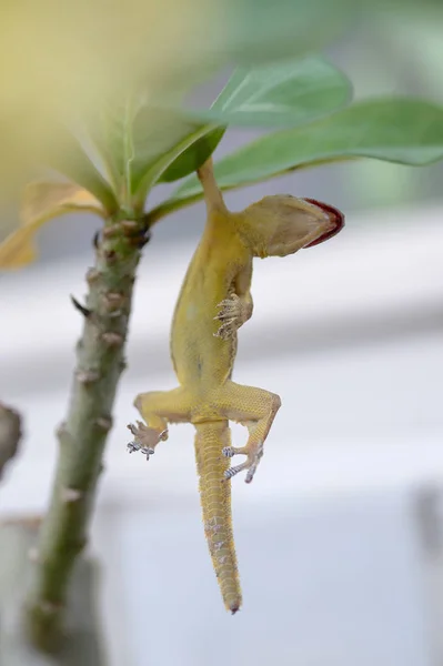 Lagarto de casa ou pequeno lagartixa em árvore — Fotografia de Stock