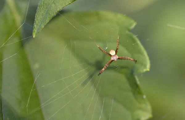 Makro pająk na liściu — Zdjęcie stockowe